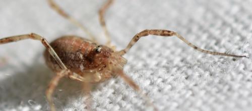 Paroligolophus agrestis